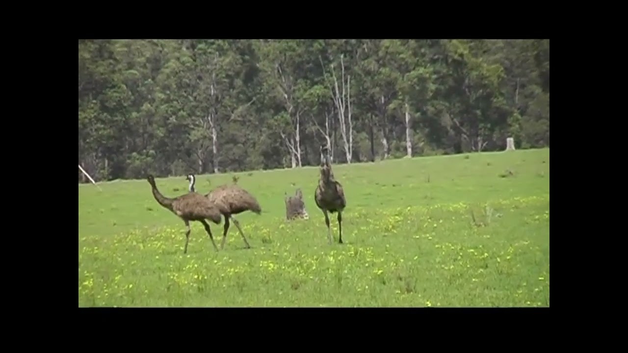 Emus Minnie Pillar ca  2007