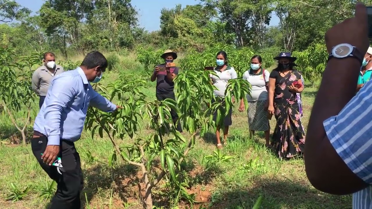 pruning TJC mango tree