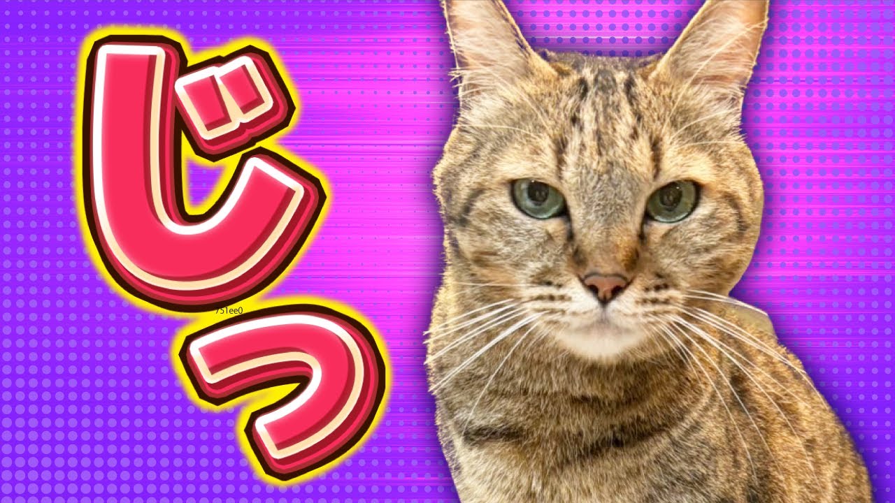 猫が見つめる理由とは？