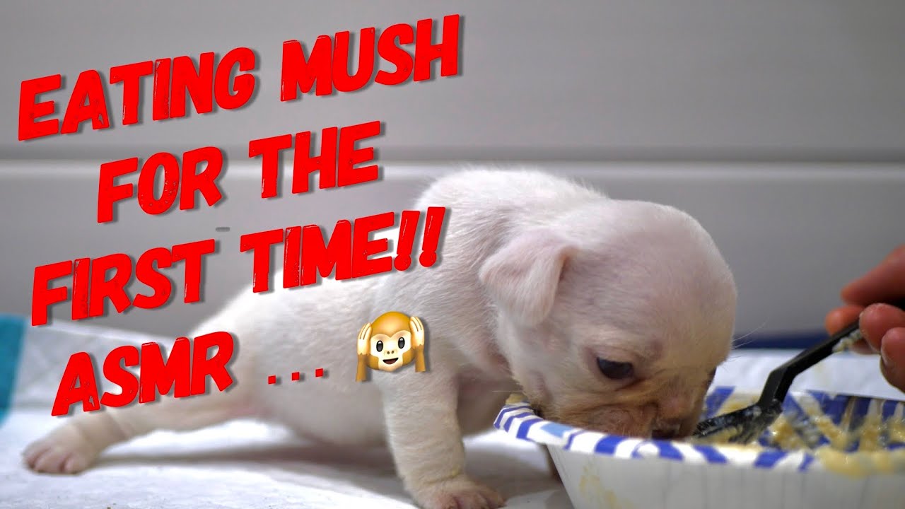 French Bulldog Puppy Eating Mush | French Bulldog Eating Schedule & Dietary Needs