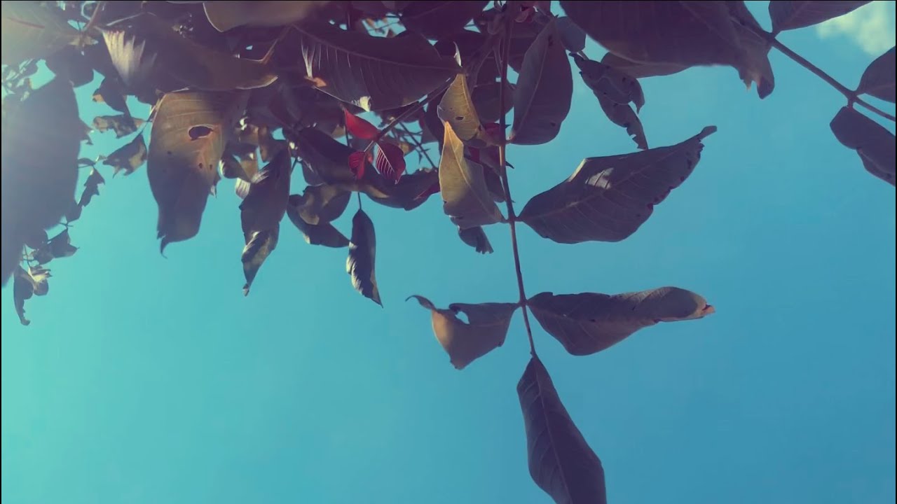 HAKUMBA - Kaktusz (Official Video)