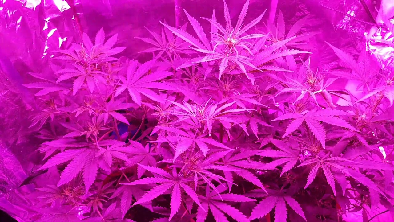 Auto Blueberry Dutch Passion 38 days