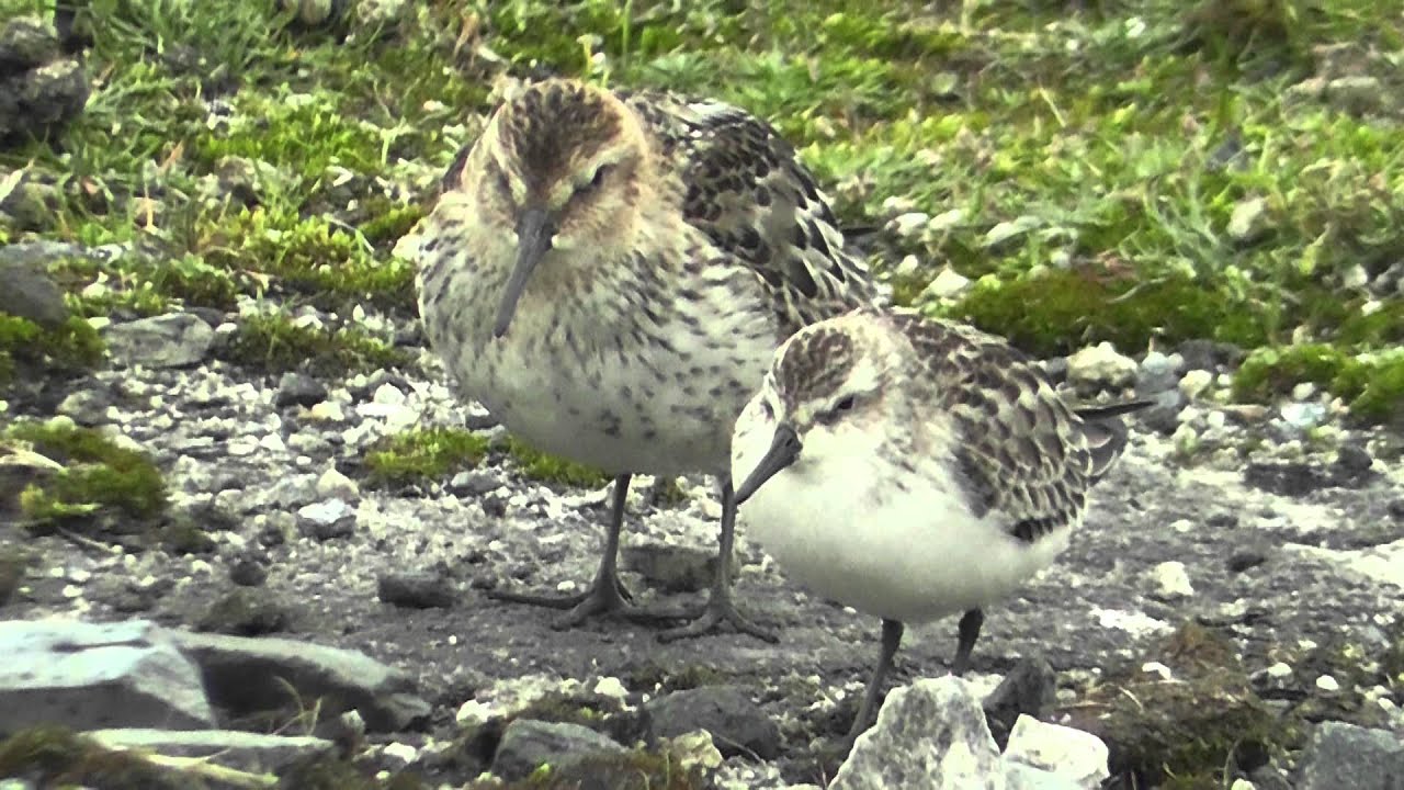 Semipalmated Sandpiper. Davidstow Airfield. Cornwall 3 10 2011.