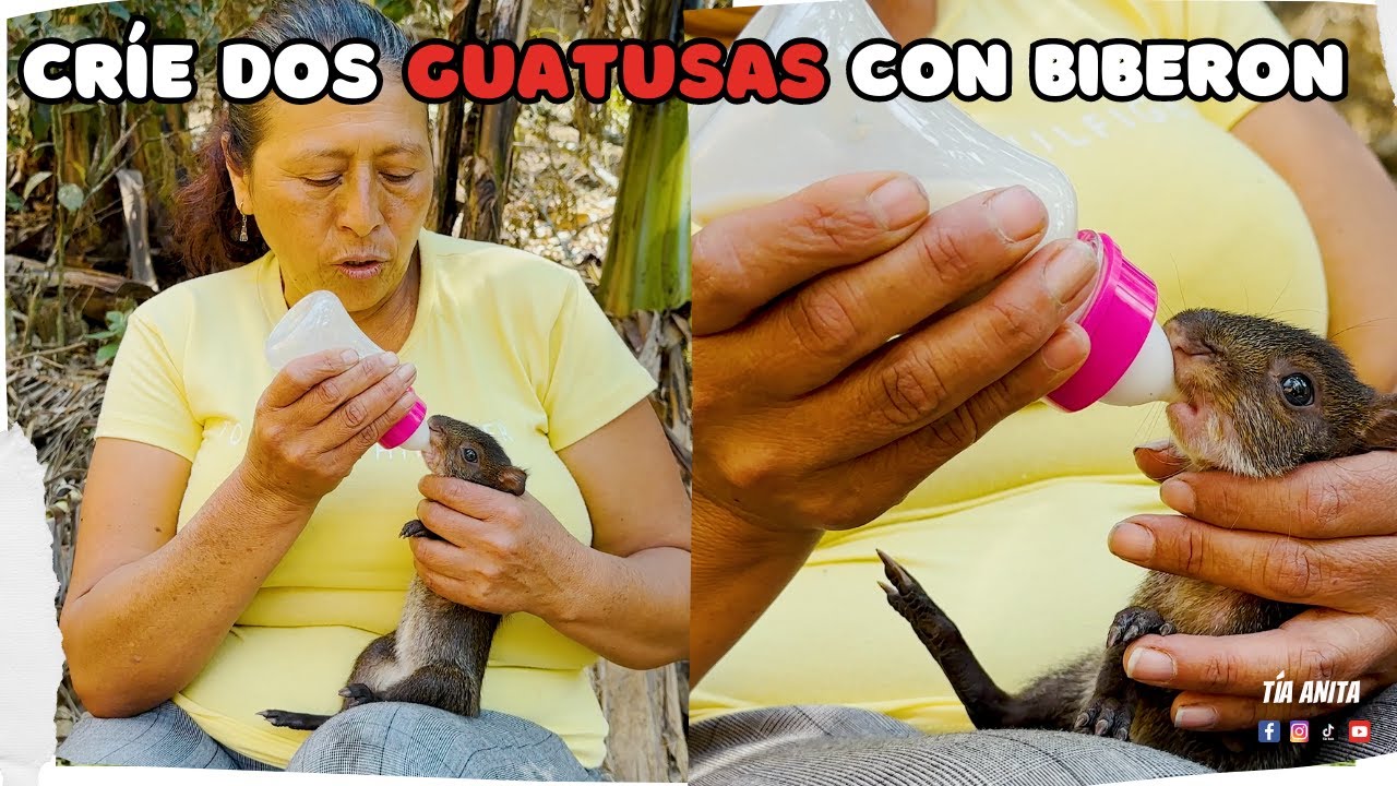 Alimentando dos GUATUSAS con BIBERÓN | Tía Anita