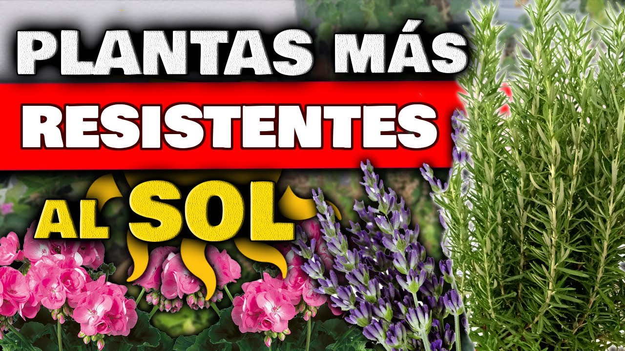 TOP 5 PLANTAS M&Aacute;S RESISTENTES al SOL DIRECTO y CALOR | Huerto Urbano | Huertas Urbanas y Jard&iacute;n