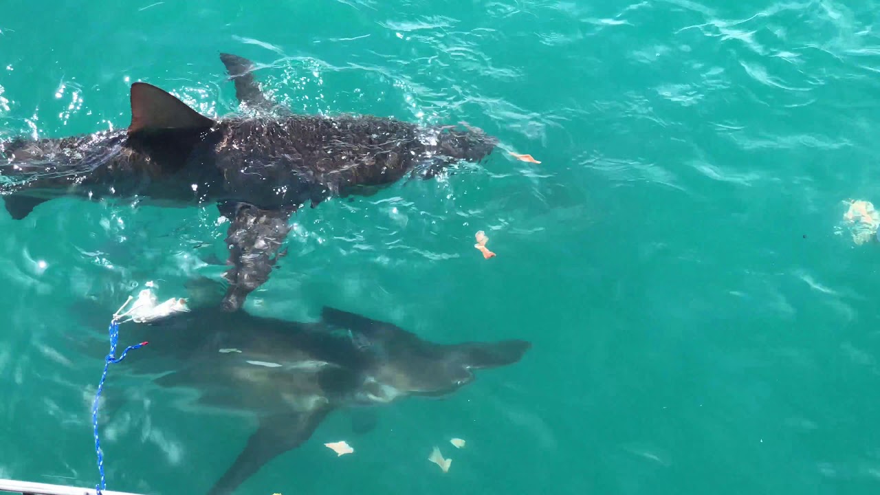 Shark Cage Diving in Gansbaai, South Africa