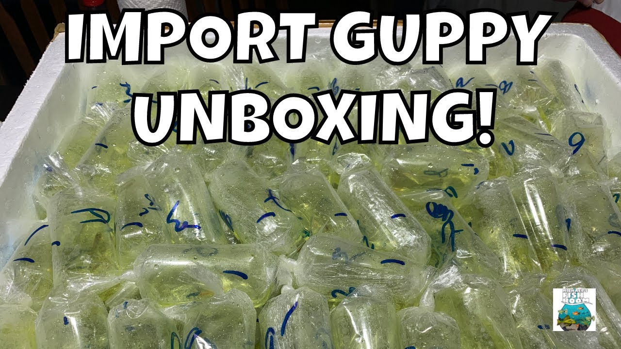 My first IMPORT Guppy Order!