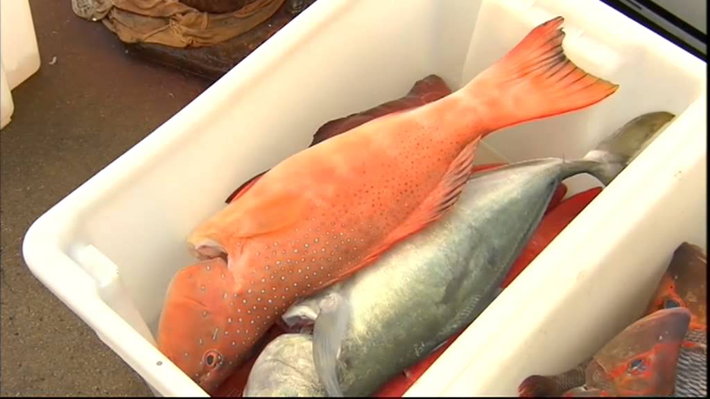 Creek To Coast - Daydream Island - Sea Fever Fishing