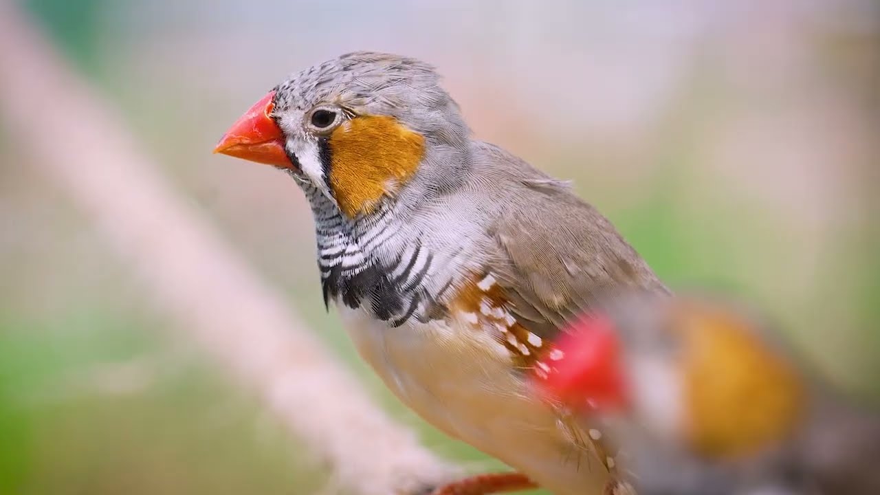 Watch These Birds Make Friends So Fast!