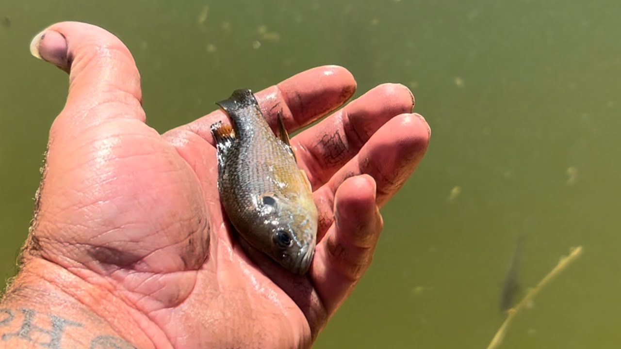 Feeding sunfish to my pet bass and stocking channel catfish
