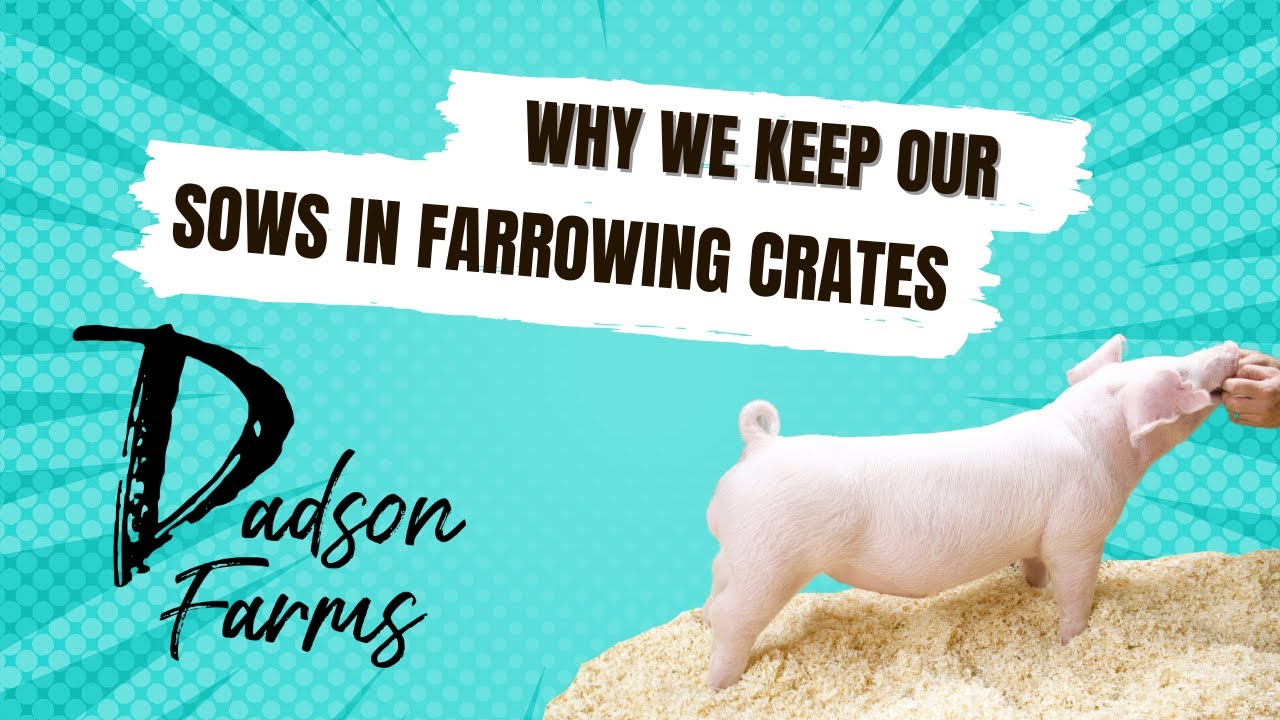 We we keep our Sows in Farrowing Crates? We want to produce healthy livestock.  #pigs #livestock