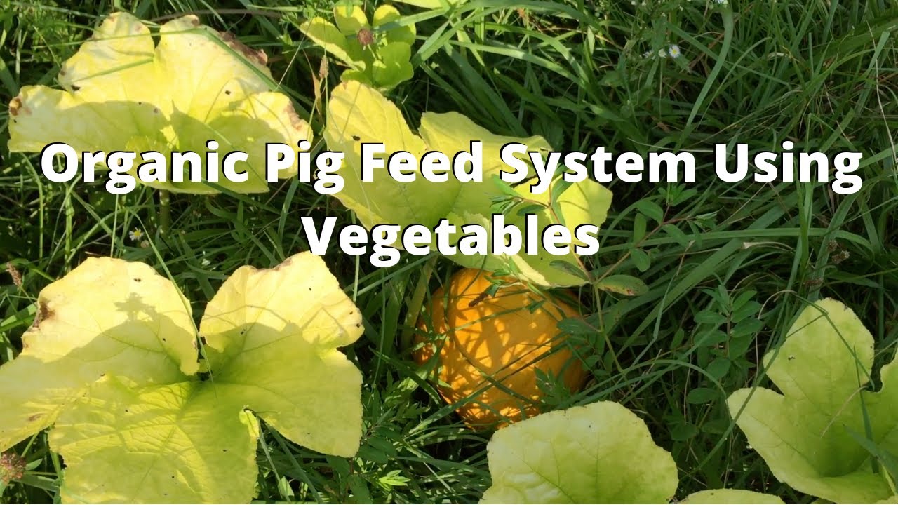 Organic Pig Feed System Using Vegetables