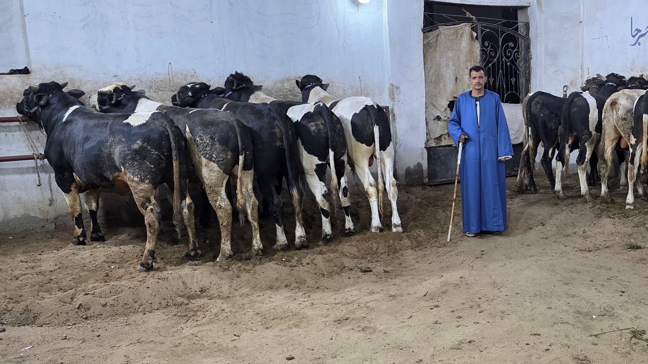 بسم الله نبدأ فتح باب حجز أضاحي العيد عجول اللحم السوبر اللهم بارك متاح جميع الأوزان والبيع ميزان