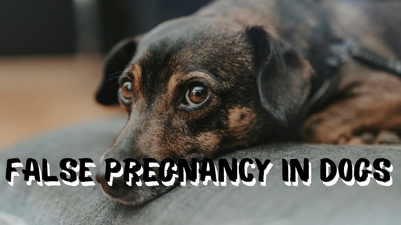False pregnancy in dogs: symptoms, causes, treatment