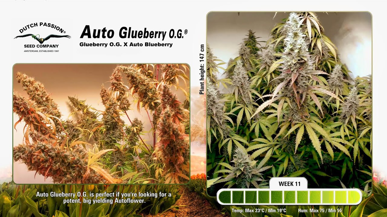 Auto Glueberry OG - Timelapse of Growing Cannabis