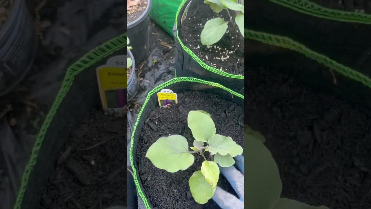 Planting Asian Delite purple eggplant 🍆 