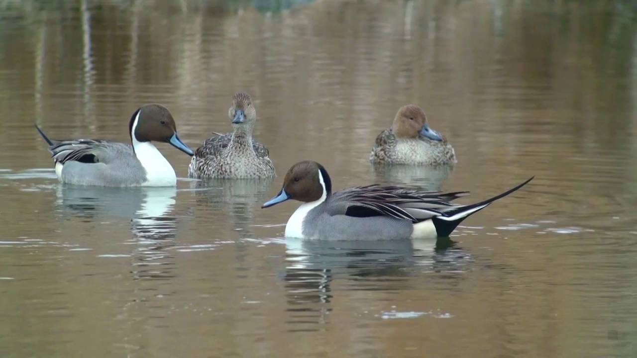 オナガガモ（1）ディスプレイ（清瀬金山緑地公園） - Northern Pintail - Wild Bird - 野鳥 動画図鑑
