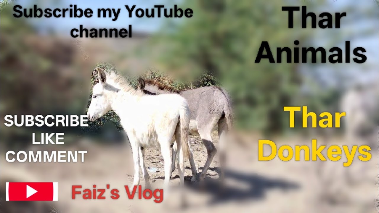 Thar Donkeys | Thar Animals | Viral Vlog | Faiz's Vlog