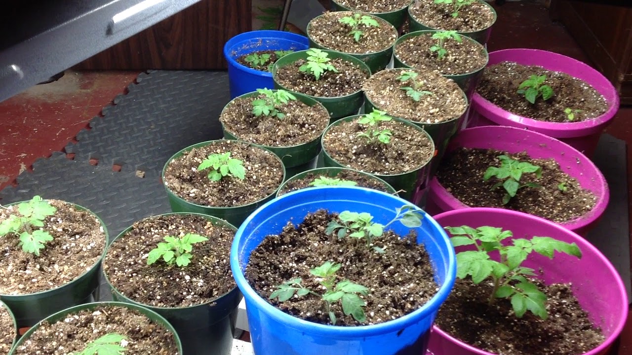 Micro Dwarf Tomato Seedlings Growing Under T5 HO Lights Indoors