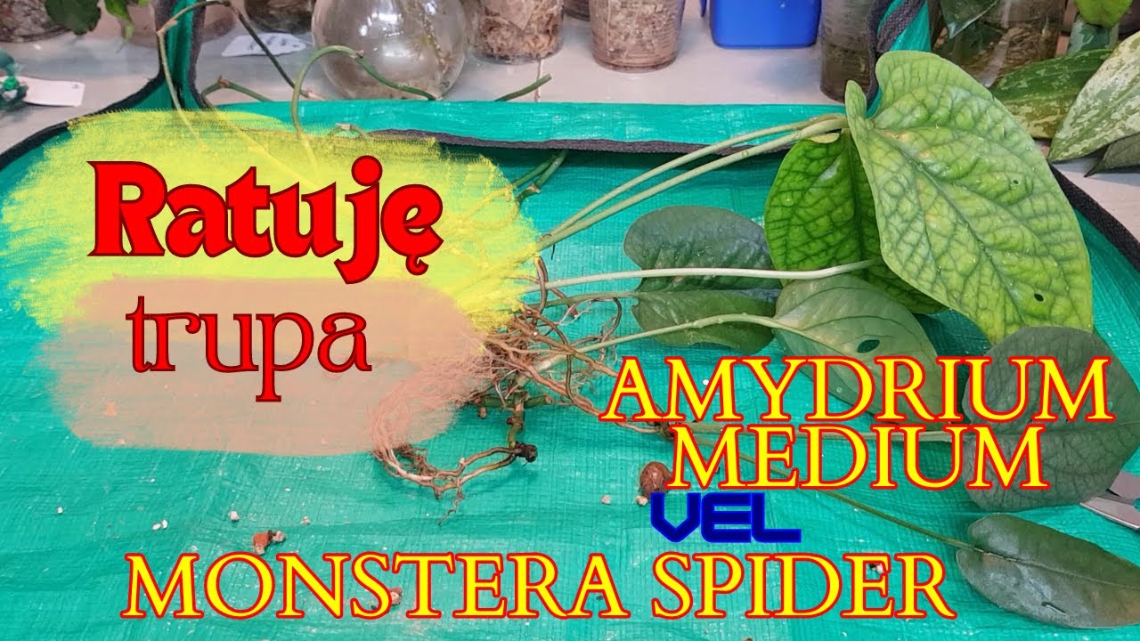 Na ratunek zaniedbanej roślinie - amydrium medium vel monstera spider. Znowu ratuję prawie trupa😀