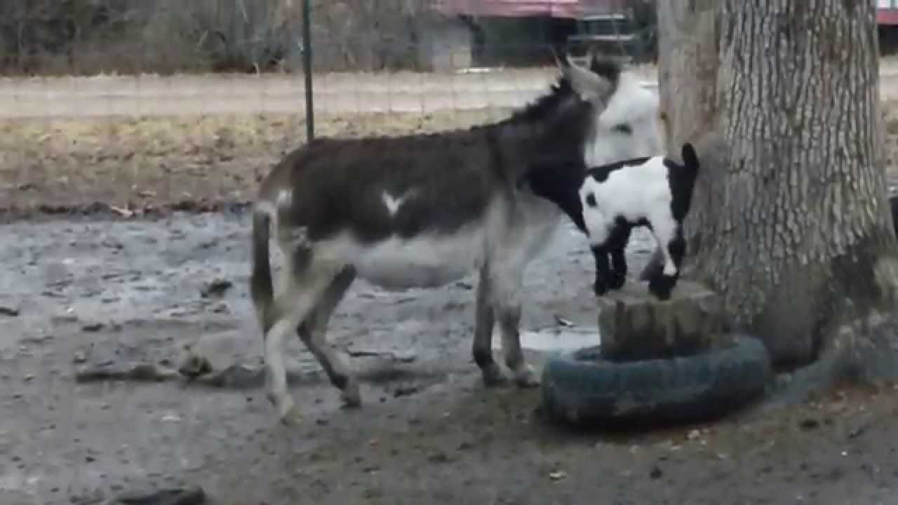 baby goat riding mini donkey at AvaDa Farms
