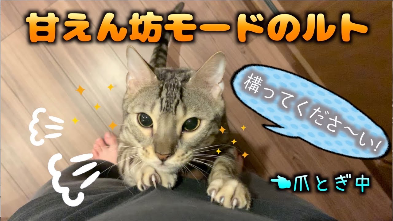 構ってほしいルトの要求がすごい