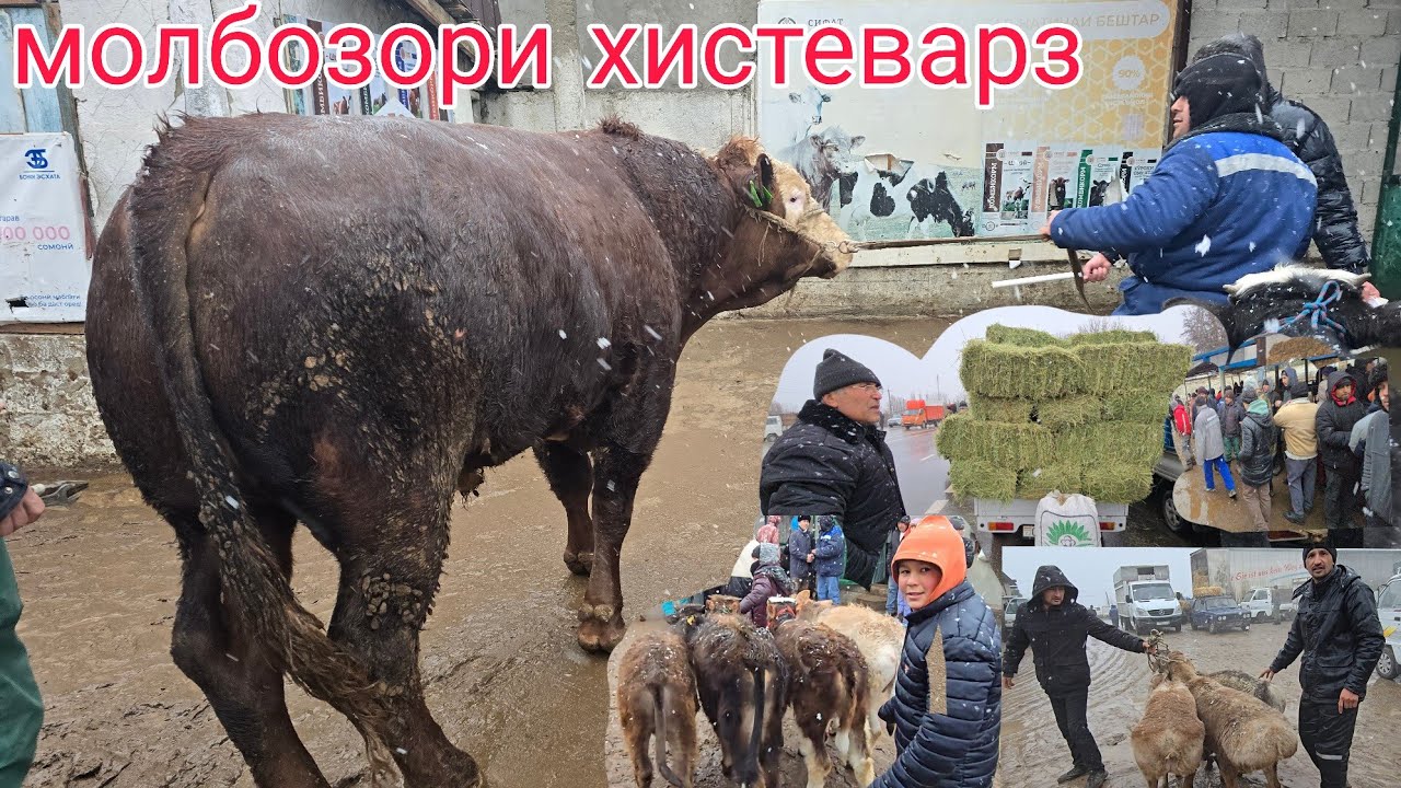 МОЛБОЗОРИ ХИСТЕВАРЗ Ш ХУЧАНД ХУДЖАНД ТОЖИКИСТОН molbozor bozor 