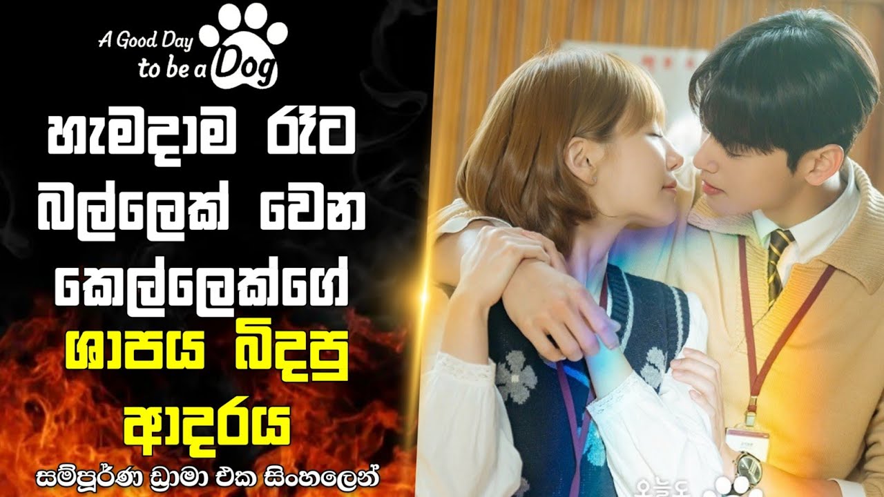 බල්ලෙක් වෙන කෙල්ලෙක්ගේ ශාපය බිදපු ආදරේ|A good day to be a dog full drama explanation| 