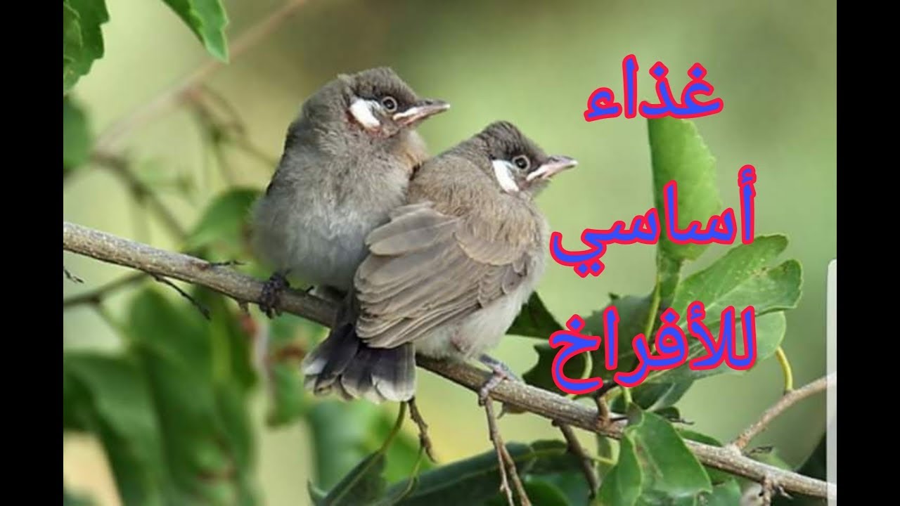 سيرلاك ألافراخ الجديد حشرات بلفواكهه أنتاج بلجيكي تفاصيل داخل فديو
