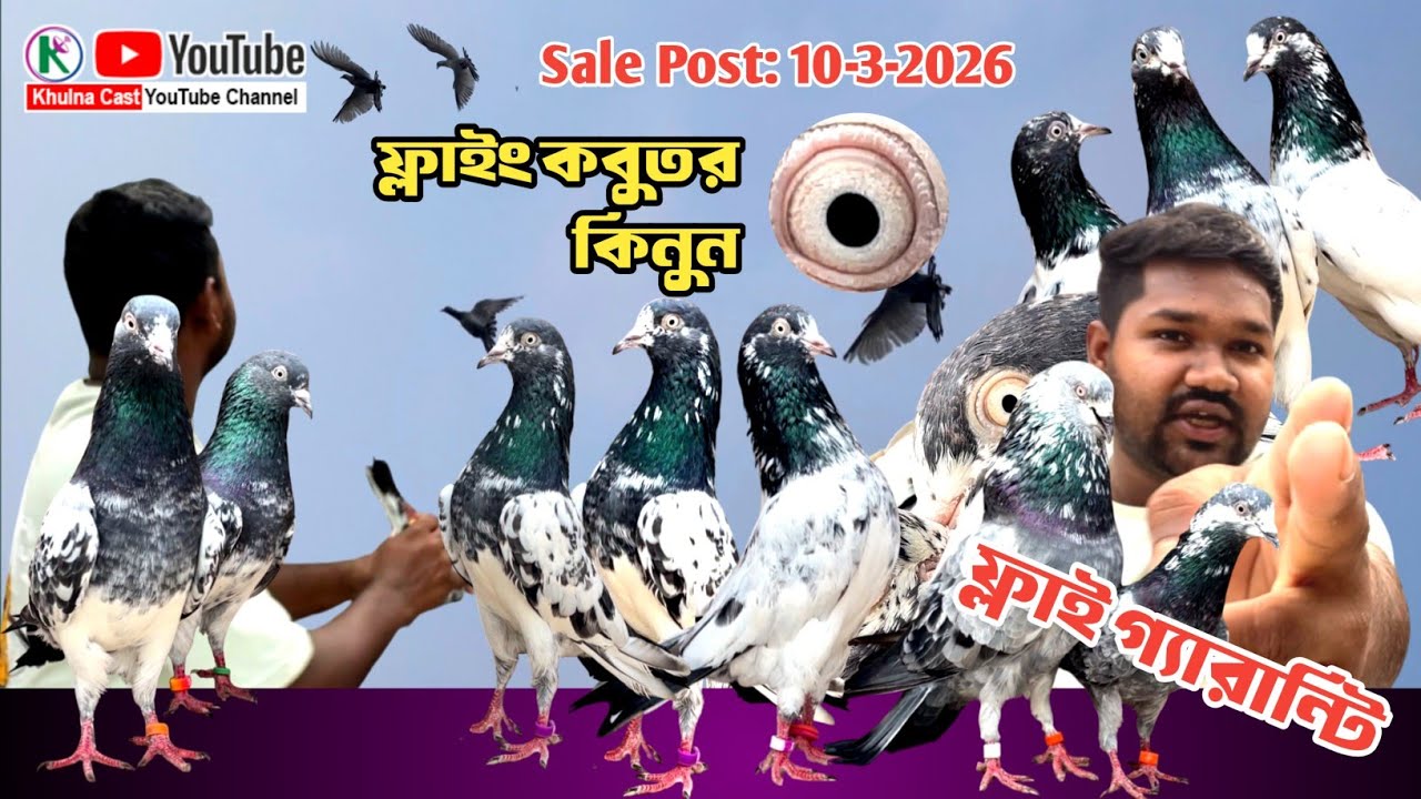 কবুতর বিক্রি হবে।। high flying pigeon sale।। ফ্লাইং কারা কবুতর বিক্রি হবে #pigeon #teddykabotar 