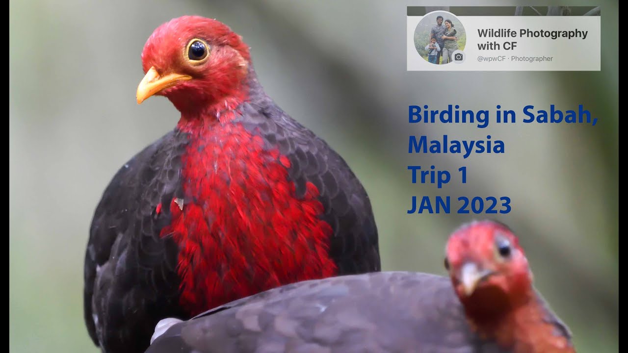 Birding in Sabah  - Trip 1 - Jan 2023