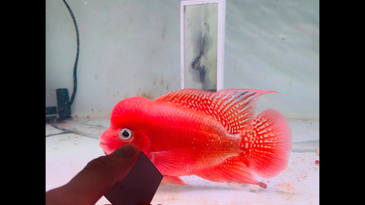 Cập Nhật Lô Cá La Hán Khỉ Đỏ Nhí Chất Lượng Từ Trại Loca Farm - Superredmonkey Flowerhorn