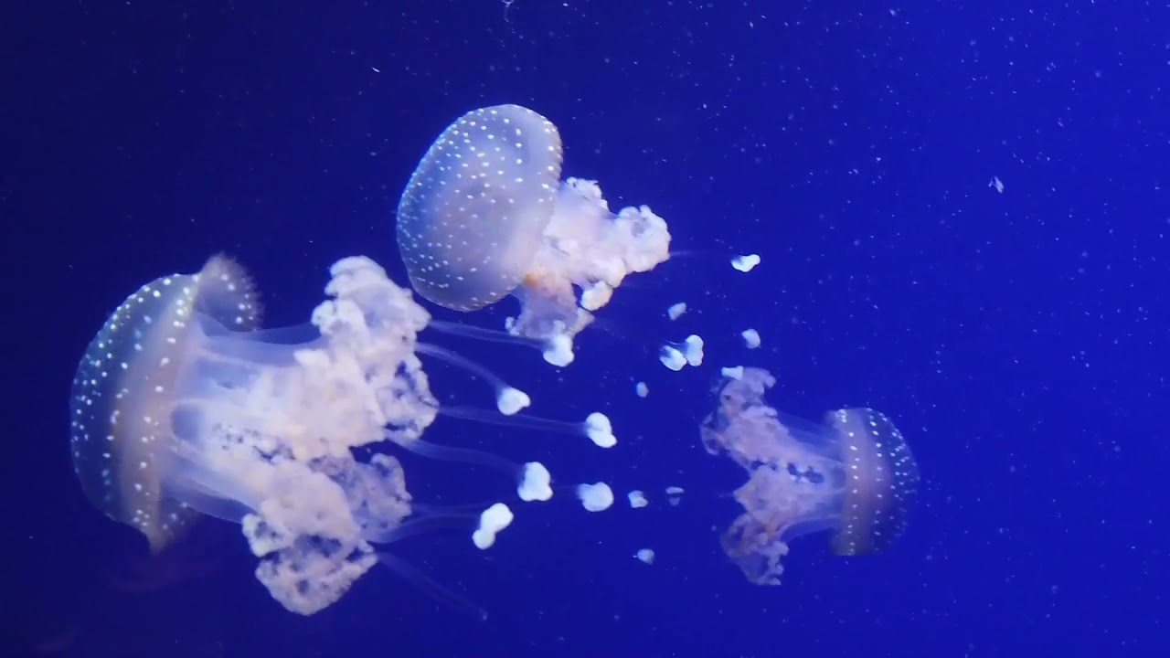 Jelly Fish Floating In The Ocean 4K: Relaxing Music and Screensaver #eraseyourstress #floatingmusic