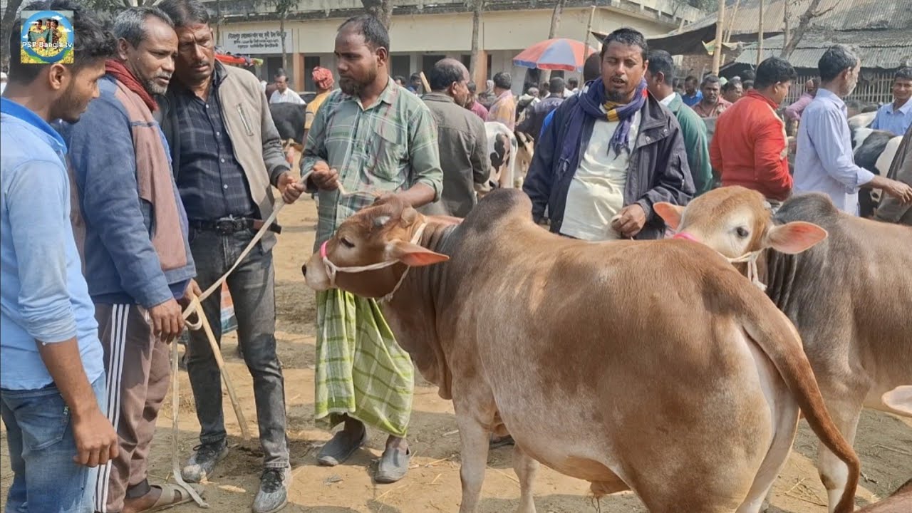@ ১০/২/২০২৬|| আমদানি ও ক্রেতা কম, খামার উপযোগী দেশি জাতের দাঁতালো ষাঁড় গরু খোচাবাড়ী হাটে||