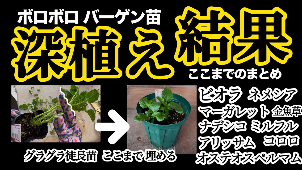 【やっちゃダメ園芸？】【草花の深植えまとめ】やり方・成功例・おまけの矮化剤疑惑のお話