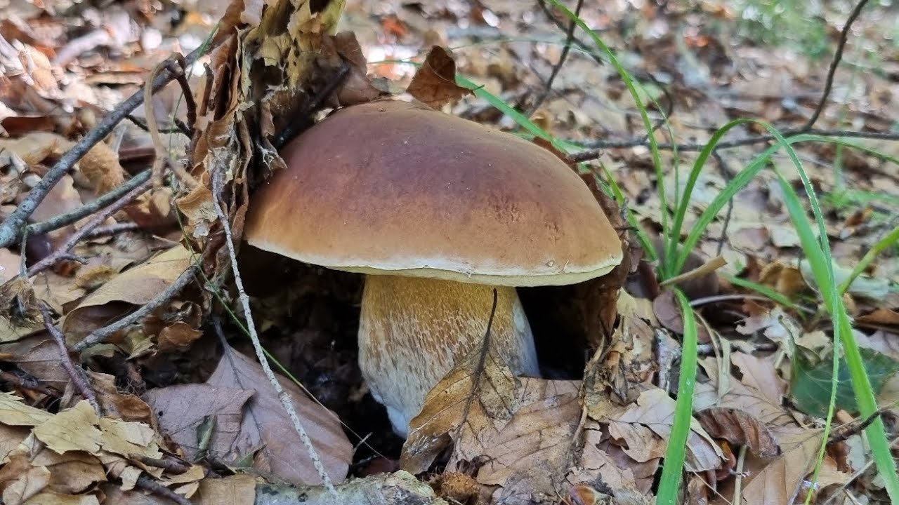 Cèpes de Bordeaux 2023 🍄 dans une sécheresse extrême !  Le 11/10/23 .