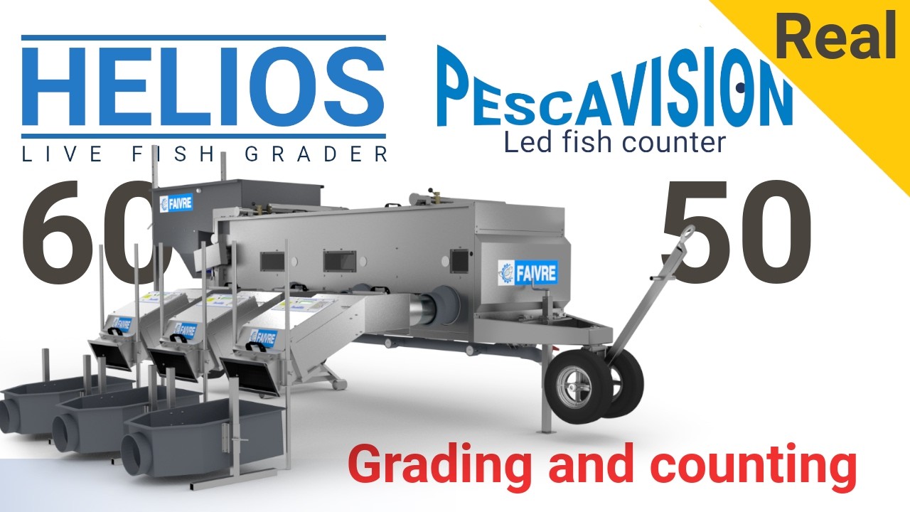 Helios 60 fish grader and Fish conter Pescavision 50