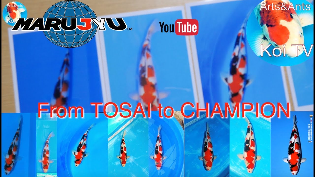 Showa | Development from Tosai to Champion | Nishikigoi  | KOI