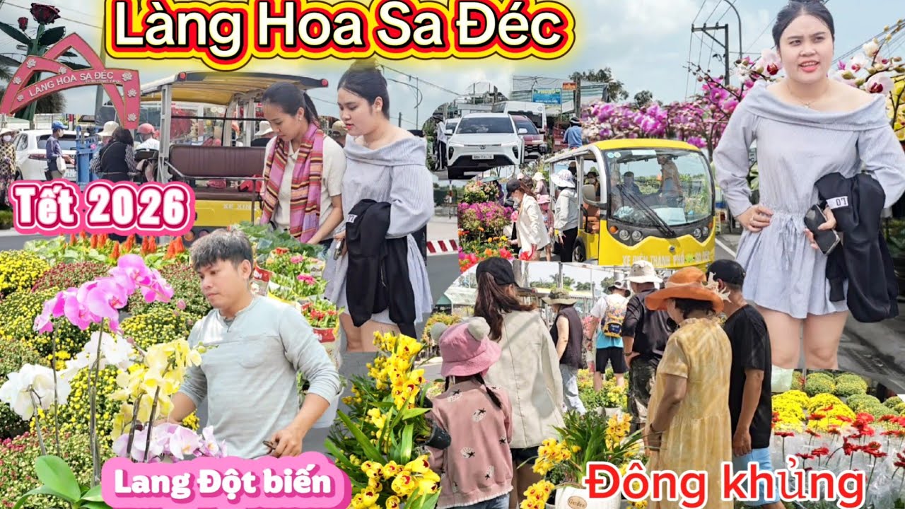 Đường Hoa Sa Đéc gây sốt Lan đột biến bất ngờ khoe sắc ven đường khiến ai cũng tò mò Tết 2026