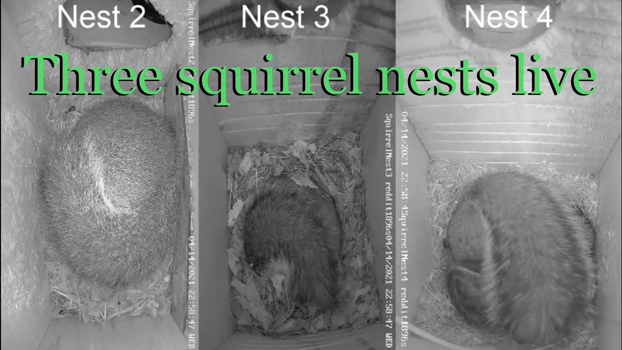 DelMarVa three squirrel nests live recording April 14, 2021, 1 hour 30 minutes
