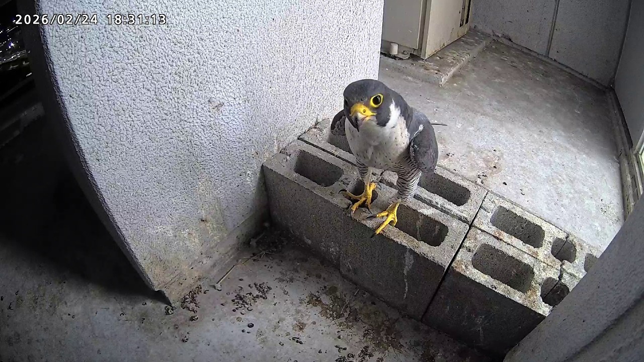 2026-02-24 (18:29) 10th Visit Today: Peregrine Pair is Still Active After Dark!/ ハヤブサペアは暗くなっても活動中