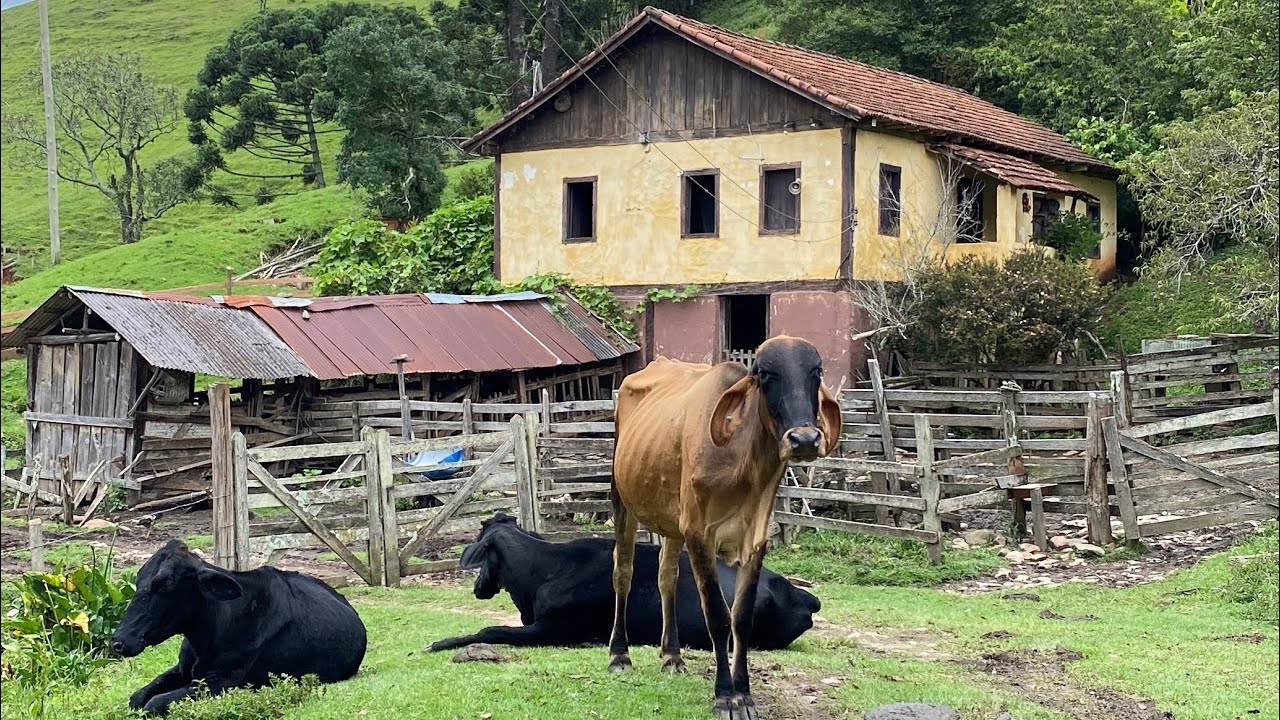 UM PASSEIO PELA ZONA RURAL DE DELFIM MOREIRA  #sitio #roça #agriculturafamiliar 