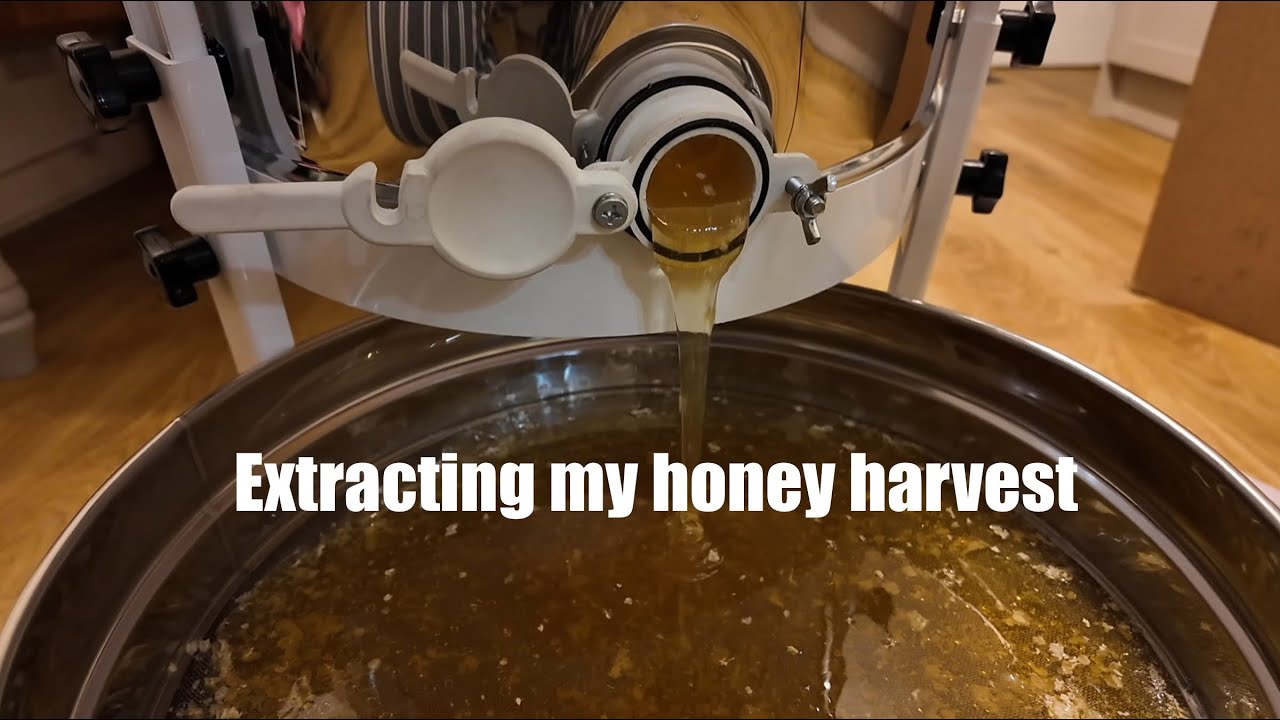 Extracting honey start to finish 