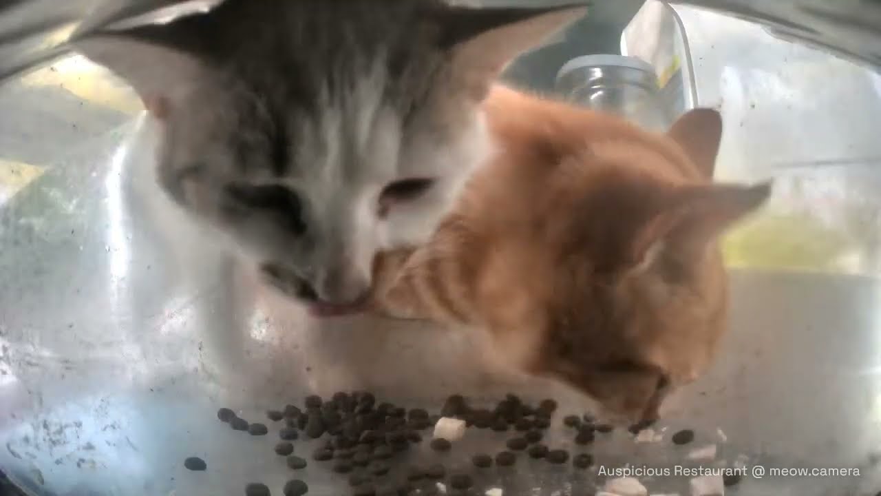Poor cat has a sneezing fit at Auspicious Restaurant