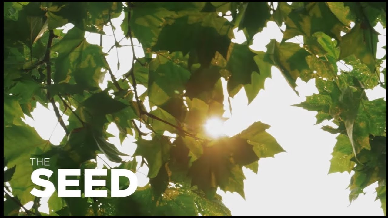 THE SEED* | Inspirational short film | 2020