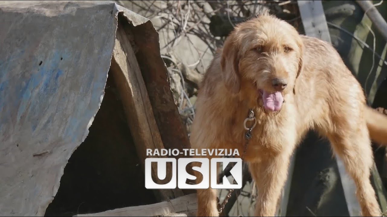 Vrijedi svakog dukata: Barak - oštrodlaki lovački gonič jedna od važnih rasa pasa iz BiH