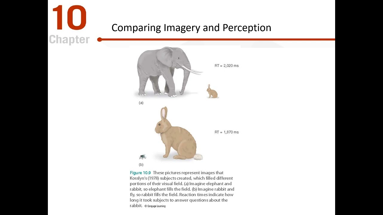 Cognitive Psychology Chapter 10 Lecture