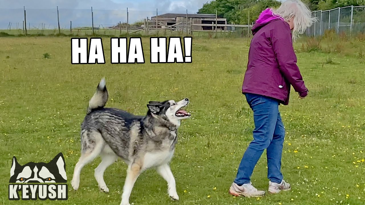 My Husky LOVES To Annoy My Mum! He Sits On Her Pillow!