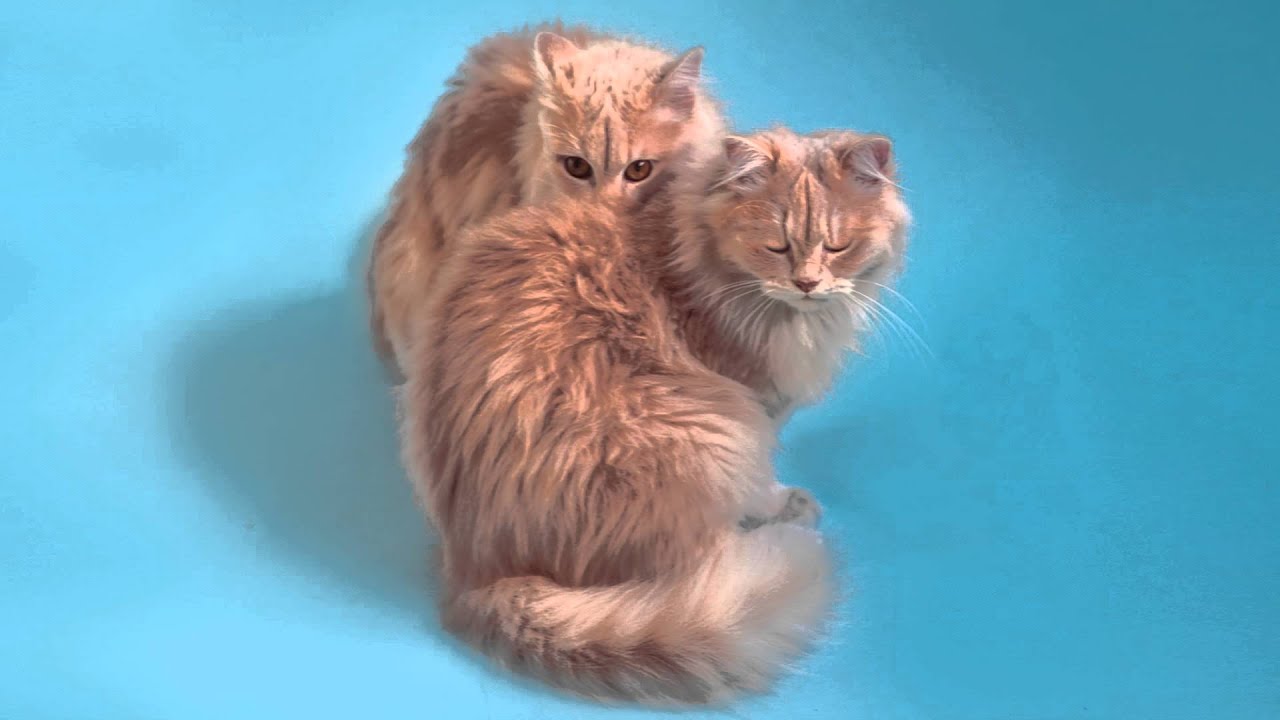 Il Cielo di Bagdad - You