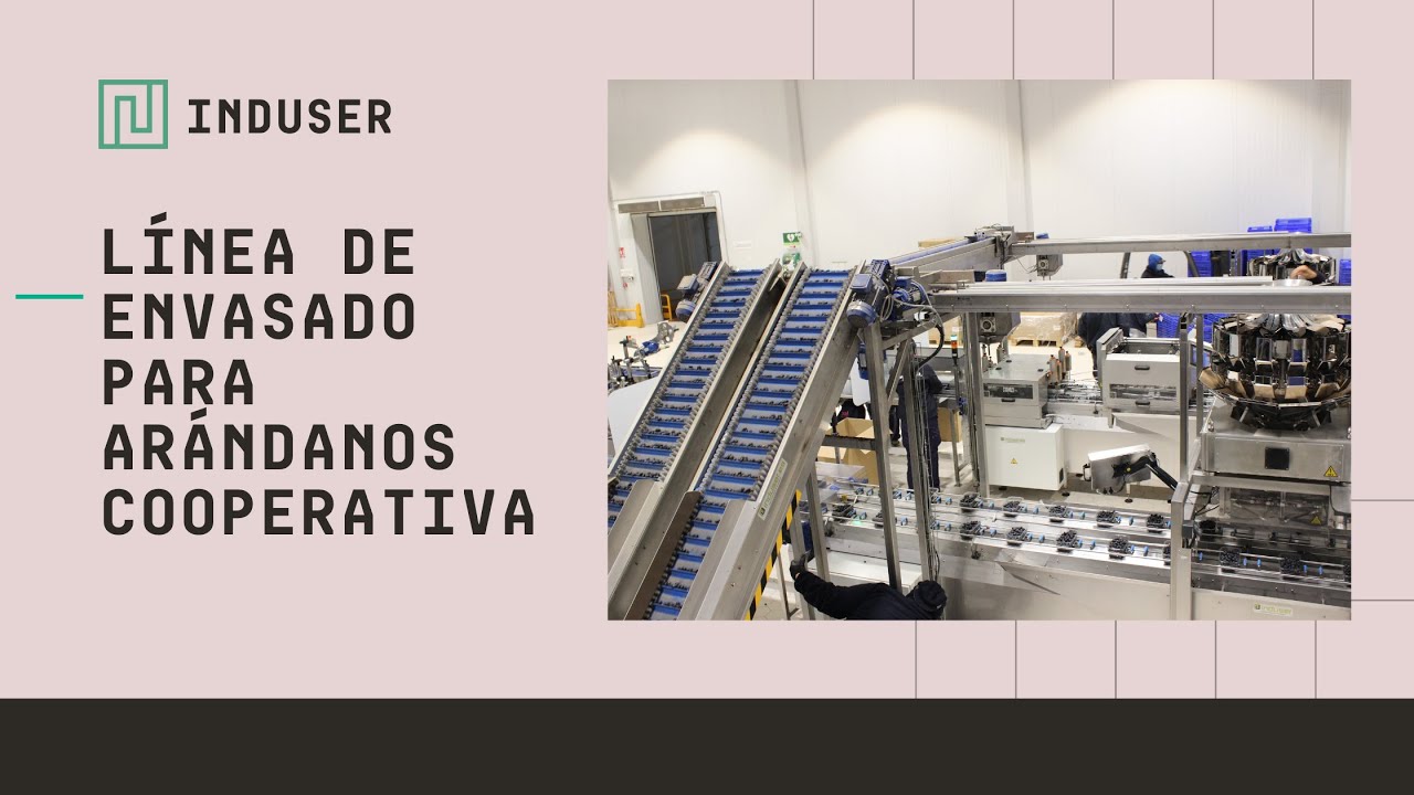 🟣 Línea de envasado de arándanos | Blueberries packaging line #Induser